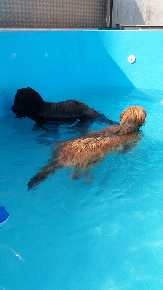 Man sieht, es macht ihnen Spass/You can see they're having fun.